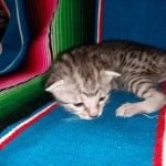 Mau, Silver Female #1, DOB 5-7-19