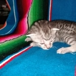 Mau, Silver Female #1, DOB 5-7-19