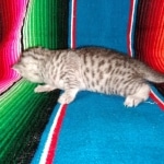 Mau, Silver Female #1, DOB 5-7-19