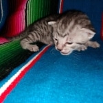 Mau, Silver Female #1, DOB 5-7-19