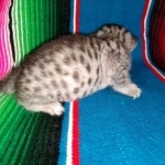 Mau, Silver Female #1, DOB 5-7-19