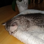 Mau, Silver Female #1, DOB 5-7-19