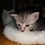 Mau, Silver Female #1, DOB 5-7-19