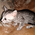 Mau, Silver Female #1, DOB 5-7-19