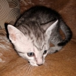 Mau, Silver Female #1, DOB 5-7-19