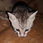 Mau, Silver Female #1, DOB 5-7-19