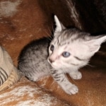 Mau, Silver Female #1, DOB 5-7-19