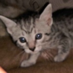 Mau, Silver Female #1, DOB 5-7-19