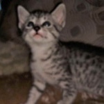 Mau, Silver Female #1, DOB 5-7-19