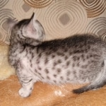 Mau, Silver Female #1, DOB 5-7-19