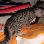 Mau, Silver Female #1, DOB 5-7-19