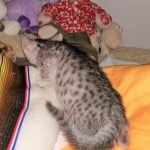 Mau, Silver Female #1, DOB 5-7-19