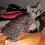 Mau, Silver Female #1, DOB 5-7-19