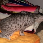 Mau, Silver Female #1, DOB 5-7-19