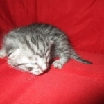 Mau, silver, Male, DOB 9-20-18 Des