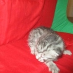 Mau, silver, Male, DOB 9-20-18 Des