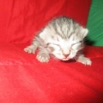 Mau, silver, Male, DOB 9-20-18 Des