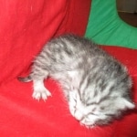Mau, silver, Male, DOB 9-20-18 Des