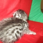 Mau, silver, Male, DOB 9-20-18 Des