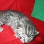 Mau, silver, Male, DOB 9-20-18 Des