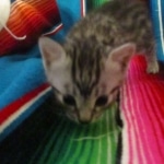 Mau, silver, Male, DOB 9-20-18 Des