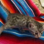 Mau, silver, Male, DOB 9-20-18 Des