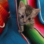 Mau, silver, Male, DOB 9-20-18 Des