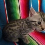 Mau, silver, Male, DOB 9-20-18 Des