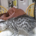 Mau, silver, Male, DOB 9-20-18 Des