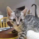 Mau, silver, Male, DOB 9-20-18 Des