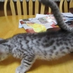 Mau, silver, Male, DOB 9-20-18 Des