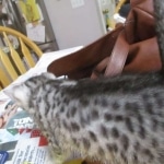 Mau, silver, Male, DOB 9-20-18 Des