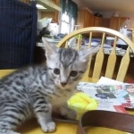 Mau, silver, Male, DOB 9-20-18 Des