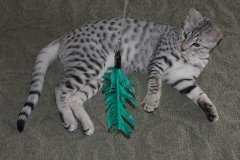 Tut Egyptian Mau silver male  DOB 10-16-14
