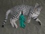 Tut Egyptian Mau silver male  DOB 10-16-14