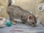 Fennigan Egyptian Mau Silver Male #1 DOB 10-28-23