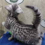 Mau silver Male kitten DOB 10-28-23