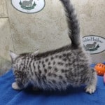 Mau silver Male kitten DOB 10-28-23