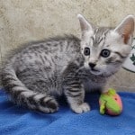 Mau silver Male kitten DOB 10-28-23