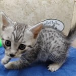 Mau silver Male kitten DOB 10-28-23
