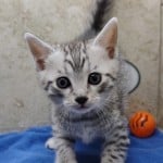 Mau silver Male kitten DOB 10-28-23