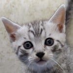 Mau silver Male kitten DOB 10-28-23