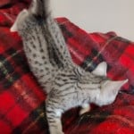 Mau silver Male kitten DOB 10-28-23