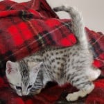 Mau silver Male kitten DOB 10-28-23