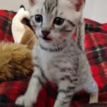 Mau silver Male kitten DOB 10-28-23