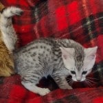 Mau silver Male kitten DOB 10-28-23