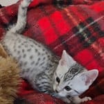 Mau silver Male kitten DOB 10-28-23