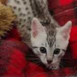 Mau silver Male kitten DOB 10-28-23