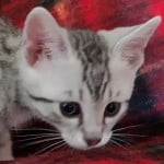 Mau silver Male kitten DOB 10-28-23