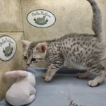 Mau silver Male kitten DOB 10-28-23